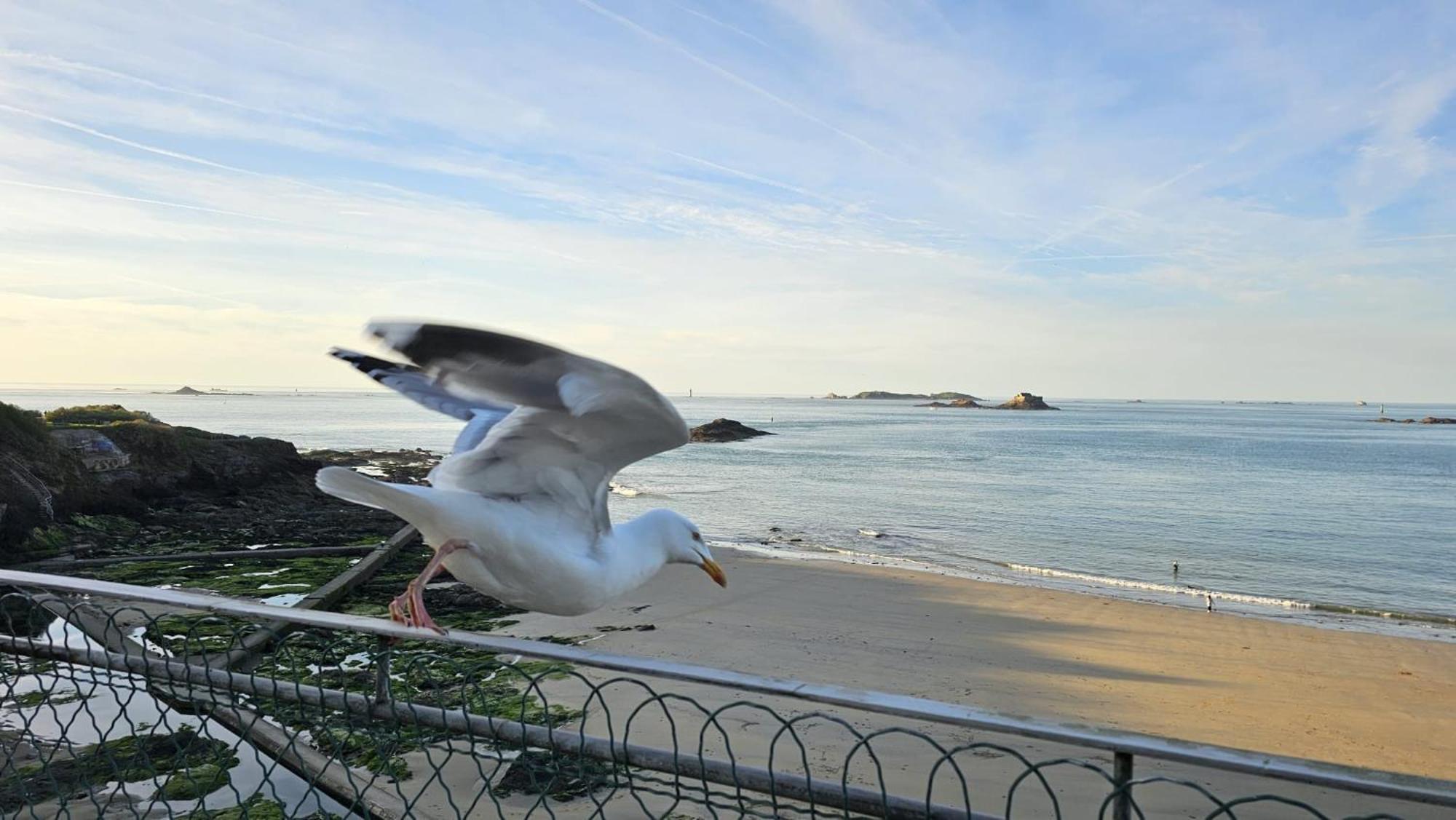 Vue Pleine Mer A La Perle Marine - La Terrasse Dinard Exteriör bild